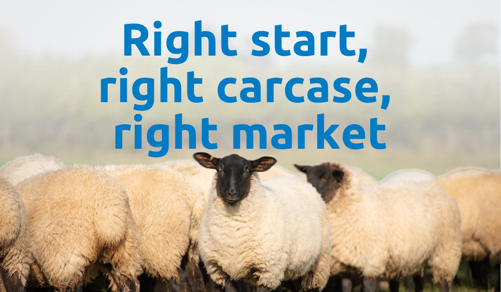 ext reading 'Right start, right carcase, right market' and a photo of some sheep.